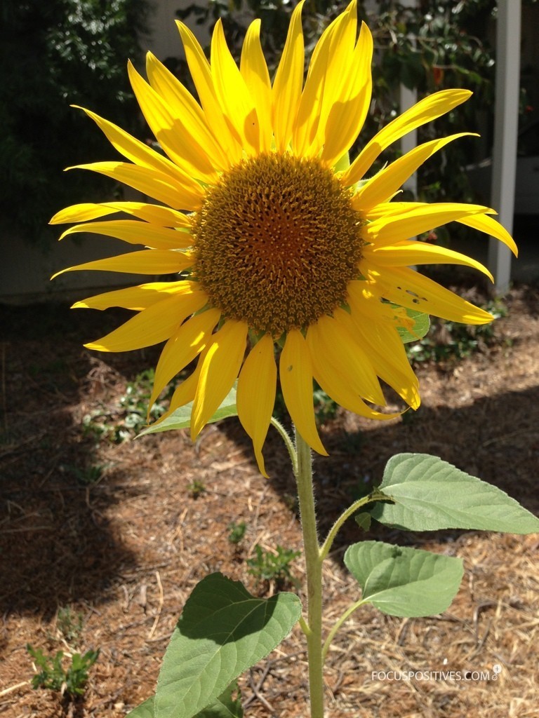 Two guests in the front yard Blooming sunflowers